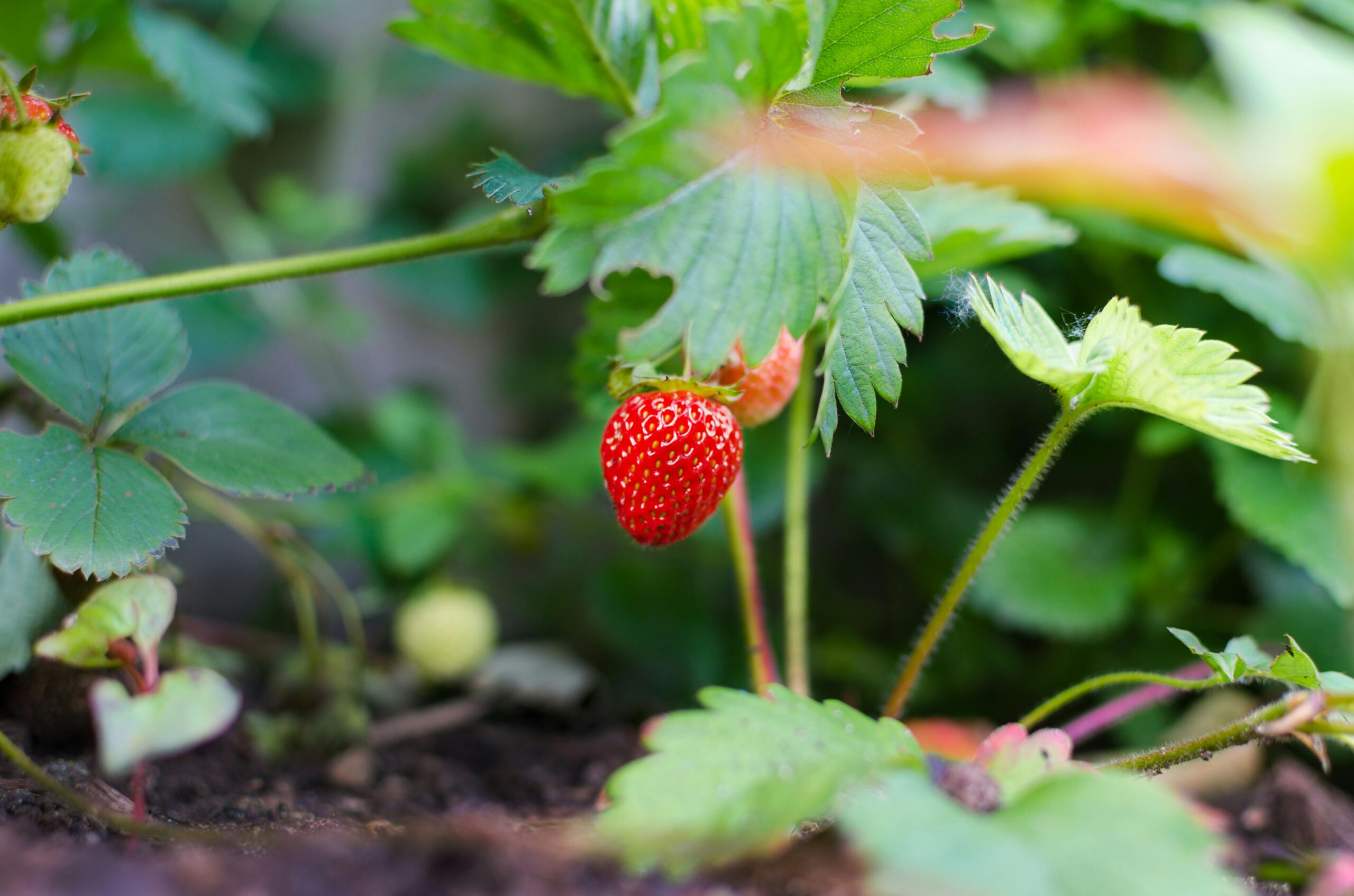 Close-up of a ripe strawberry growing in a garden, showcasing natural freshness.