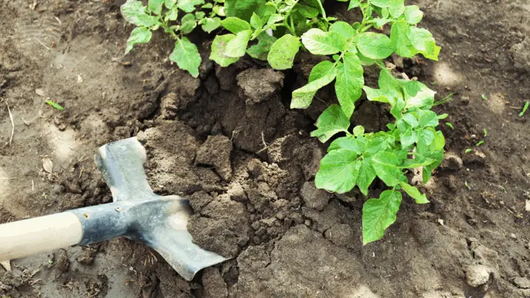 June Garden Checklist Blog Image