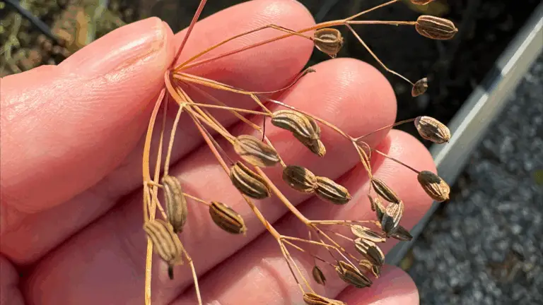 Seed Saving Blog Image