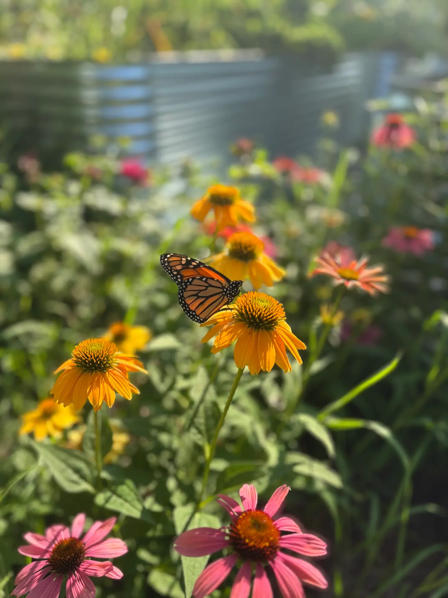 Butterfly on coneflower
