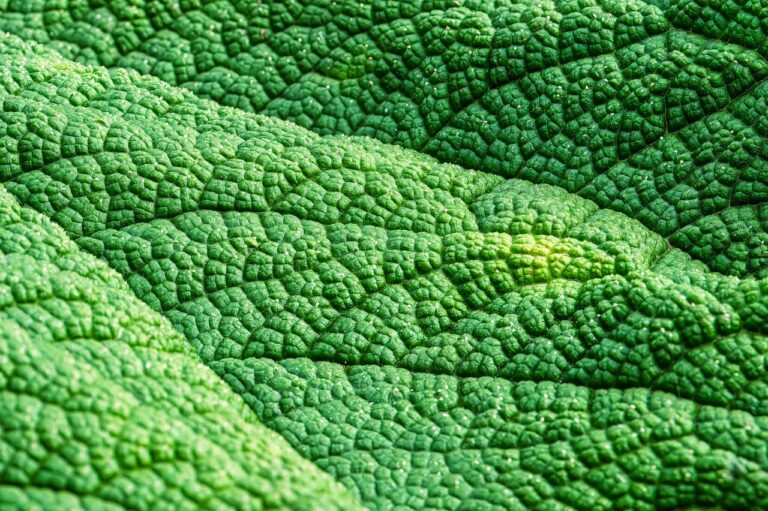 mammoth sheet, mammoth leaf gunnera, tropics, giant leaf, texture, template, structure, green, shrub