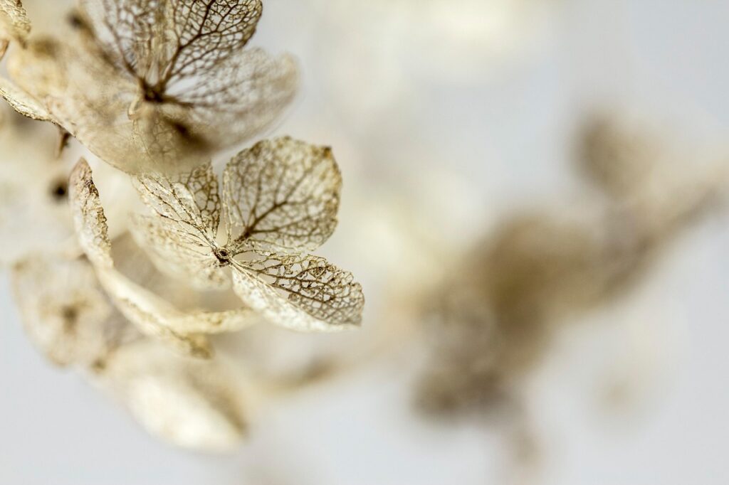 hydrangea, flower wallpaper, dried flowers, dried hydrangea, blossom, beautiful flowers, bloom, flower, close up, nature, macro, flower background, faded, grief
