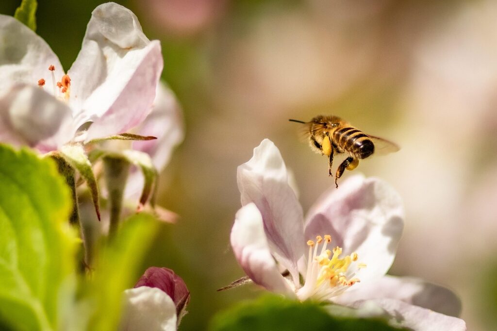 bee, apple blossom, flowers, honey bee, flower background, insect, flying, flower wallpaper, pollination, plant, apple tree, beautiful flowers, spring, garden, nature, closeup