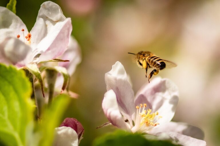 bee, apple blossom, flowers, honey bee, flower background, insect, flying, flower wallpaper, pollination, plant, apple tree, beautiful flowers, spring, garden, nature, closeup