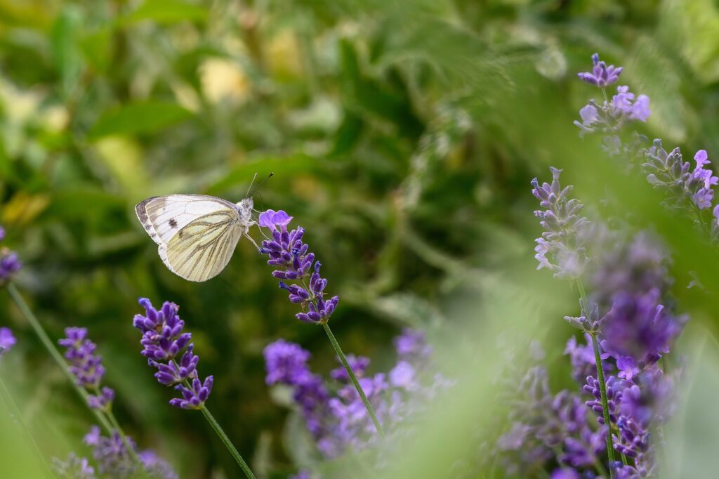 butterfly, insect, beautiful flowers, flower background, white, lily, biotope, flower wallpaper, white butterfly, pollination, flower, wing, plant, garden, nature, close up