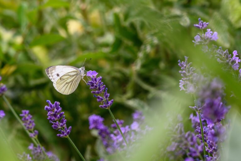 butterfly, insect, beautiful flowers, flower background, white, lily, biotope, flower wallpaper, white butterfly, pollination, flower, wing, plant, garden, nature, close up