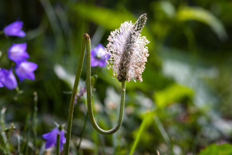 plantain, wild plant, flower meadow, flower background, medicinal plant, nature, flower, umbelliferae, meadow, garden, summer, flower wallpaper, meadow plant, beautiful flowers, plantago, doldengewaechs, plant, flora, faded, pollen, seeds, crooked