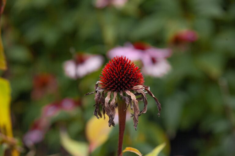 flower, echinacea, coneflower, beautiful flowers, wilted flower, flower wallpaper, wilted coneflower, flower background, autumn, garden, nature